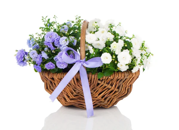 Fiori di spugna Campanula blu e bianco nel cesto di vimini, iso — Foto Stock