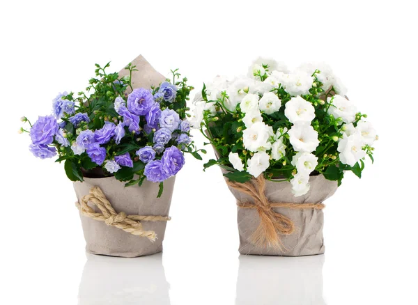 Blauwe en witte Campanula terry bloemen in papier verpakking, isola — Stockfoto