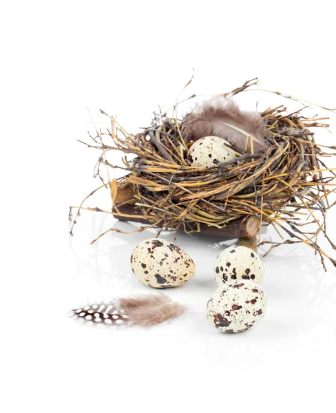 Quail eggs on white background — Stock Photo, Image