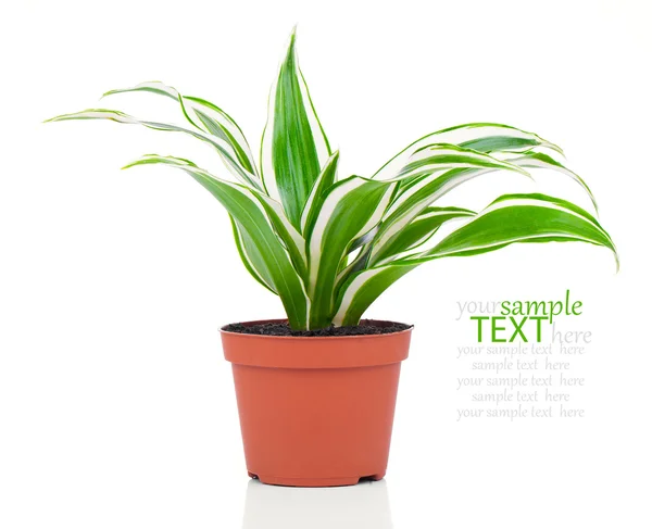 Dracaena fragrans (dracaena stelo di mais) isolato su una schiena bianca — Foto Stock