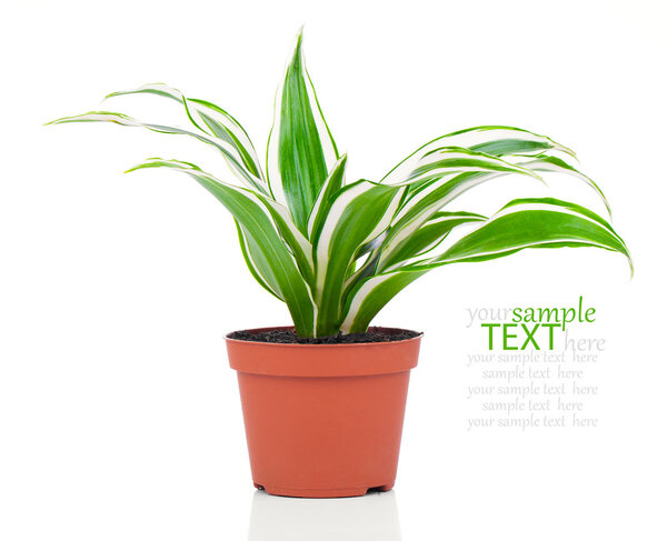 Dracaena fragrans (cornstalk dracaena) isolated on a white backg