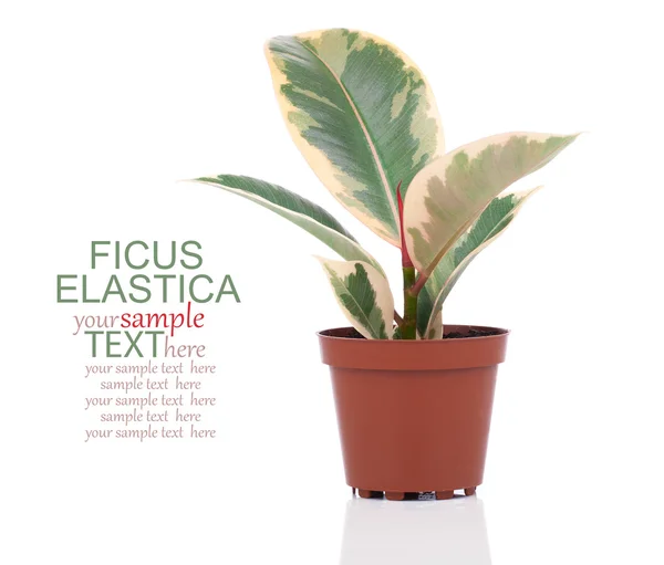 Ficus elastica rostlina, na bílém pozadí. — Stock fotografie