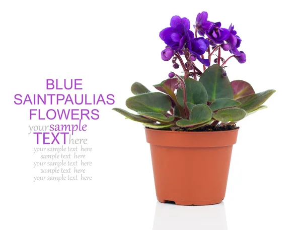 Blauwe Saintpaulia bloemen, geïsoleerd op witte achtergrond — Stockfoto