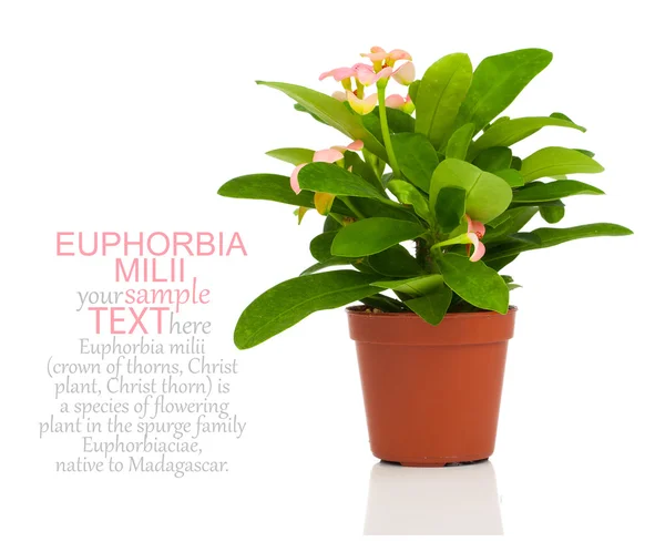 Euphorbia milii (kroon van doornen), geïsoleerd op witte achtergrond — Stockfoto