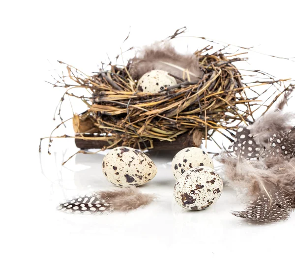Telur puyuh pada latar belakang putih — Stok Foto