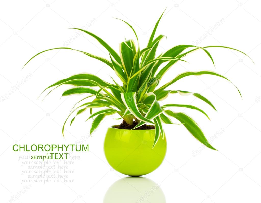 green Chlorophytum plant in the pot, evergreen perennial floweri