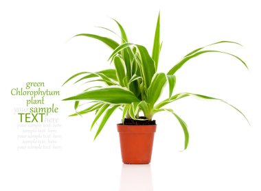 green Chlorophytum plant in the pot clipart