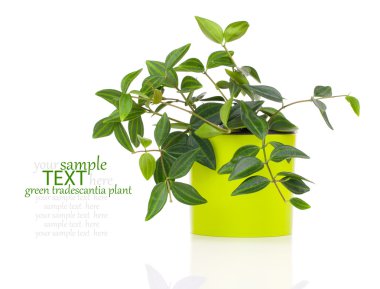 Beyaz arka plan üzerinde izole yeşil tradescantia bitki tencerede,