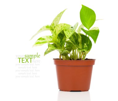 WHI üzerinde izole Epipremnum aureum (aile Yılanyastığıgiller) bitki tencerede,