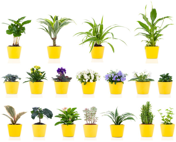 Set of green house plant, isolated on white background