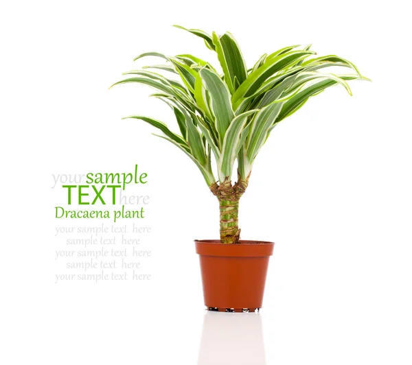 Dracaena fragrans (cornstalk dracaena) isolated on a white backg — Stock Photo, Image