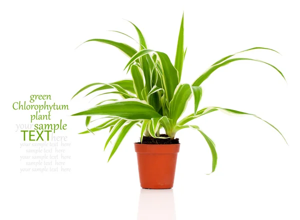Zöld Chlorophytum növény a pot — Stock Fotó