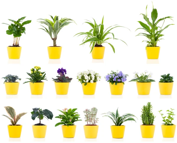 Set of green house plant, isolated on white background — Stock Image Set of green house plant, isolated on white background Stock Picture