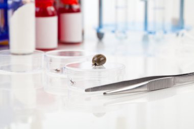 Ixodes ricinus kene araştırma