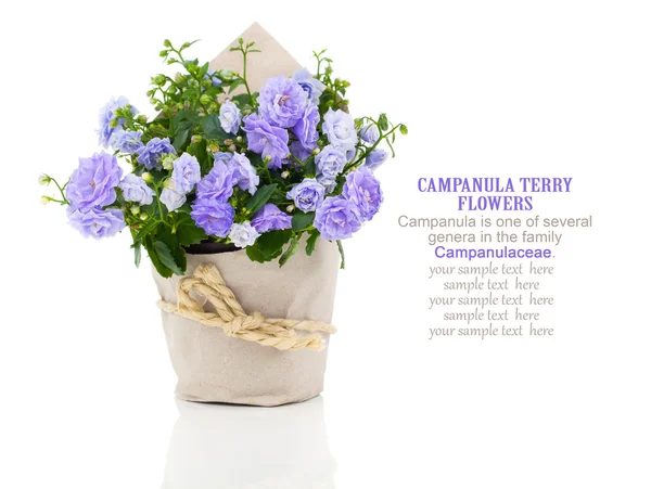 Bleu Campanula éponge fleurs dans un emballage en papier, isolé sur whi — Photo