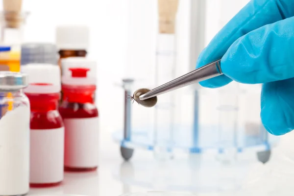 Ixodes ricinus kene araştırma