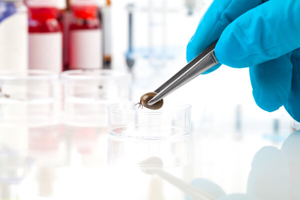 Research of the tick Ixodes ricinus