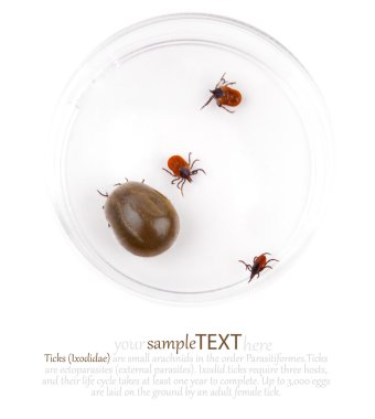 Ixodes ricinus kene araştırma