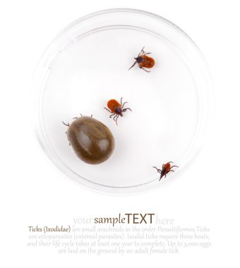 Research of the tick Ixodes ricinus clipart
