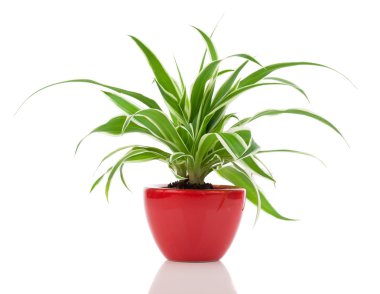 Chlorophytum plant in the red pot clipart