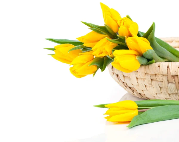 Yellow tulips on white — Stock Photo, Image