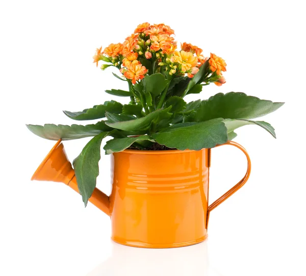 Kalanchoe flower in a orange water-pot isolated on white — Stock Photo, Image