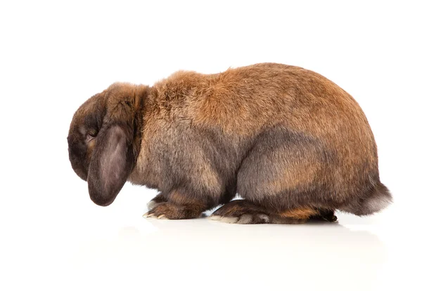 Konijn geïsoleerd op een witte achtergrond — Stockfoto