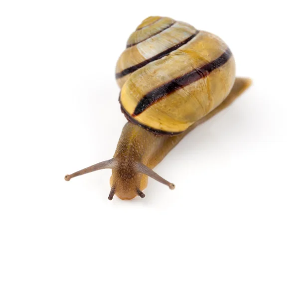 Caracol aislado en blanco — Foto de Stock