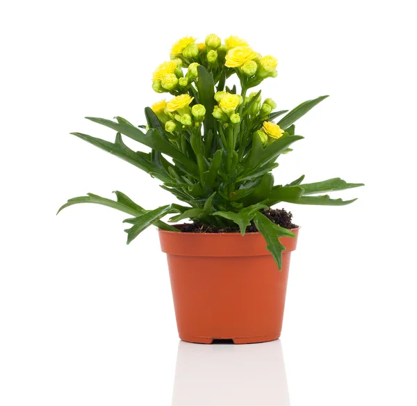 白い背景の上の鍋でカランコエ対花 — ストック写真