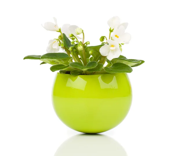 Білі квіти Сенпая в зеленому вазоні на білому тлі — стокове фото