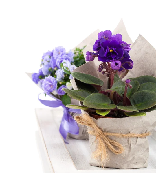 Mavi çan çiçeği terry, mavi ve beyaz Saintpaulias çiçeklenir pap — Stok fotoğraf