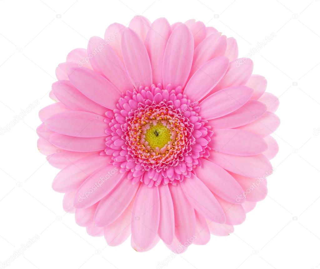 Large pink flower gerbera on a white background