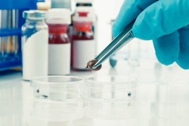 Ixodes ricinus kene araştırma