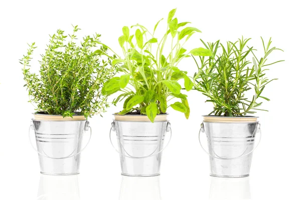 Sage, thyme and rosemary herb plant growing in a distressed pewt — Stock Photo, Image