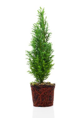 Cypress, beyaz arka plan üzerinde izole kökleri ile Mazı (bitki)