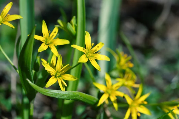 Geelster Lentebloemen is, groeit in vochtige bladverliezende bossen. — Stockfoto