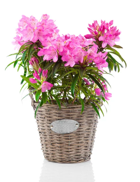 Rhododendron bloemen geïsoleerd op witte achtergrond — Stockfoto