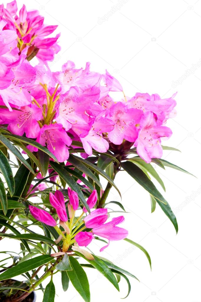 Rhododendron flowers isolated on white background