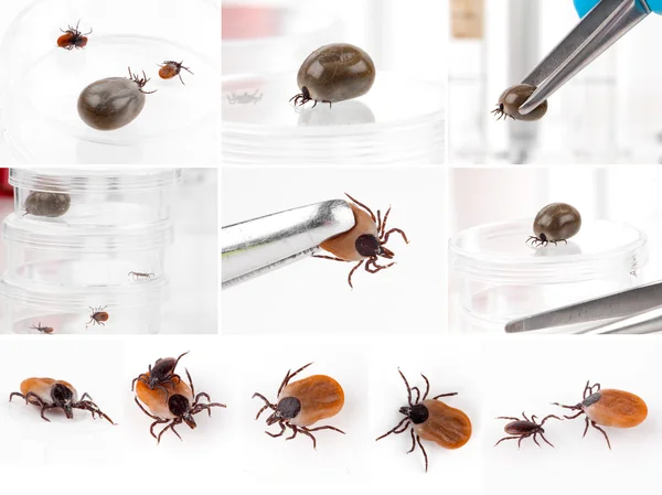 Conjunto de garrapatas, aislado sobre un fondo blanco — Foto de Stock