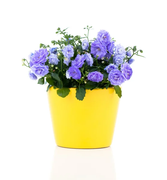 Blue Campanula terry flowers, on a white background. — Stock Photo, Image