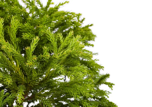 Cryptomeria japonica 'Globosa Nana"(dvärg världen japansk ceder) — Stockfoto