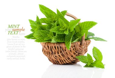 Sepette Beyaz arka plan, nane, seçici odak nane,