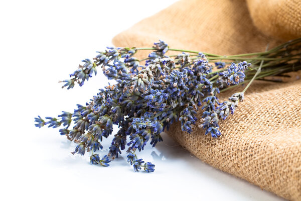 букет сухих цветов лаванды на белом фоне
