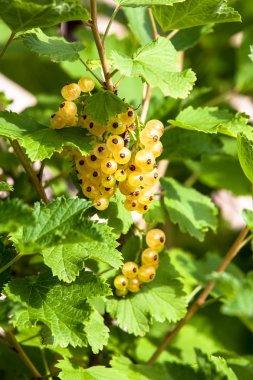 Bahçedeki olgun beyaz kuş üzümü.