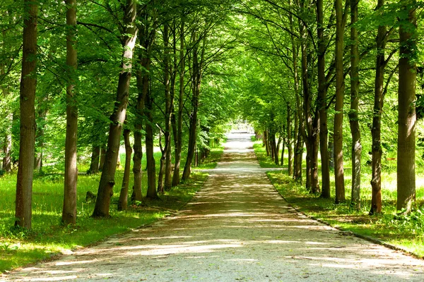 Pasarela peatonal para el ejercicio alineado con hermoso tre alto —  Fotos de Stock