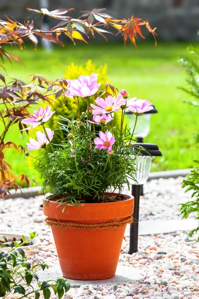 Cosmos Flower in pot, in garden — Stock Photo, Image