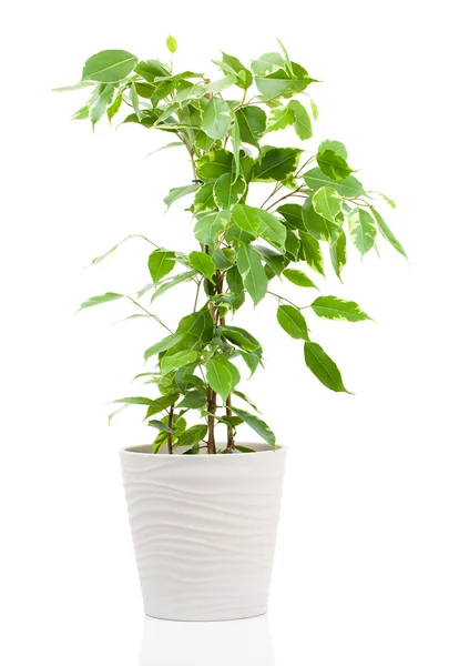 Ficus benjamina im Blumentopf isoliert auf weißem Hintergrund. — Stockfoto