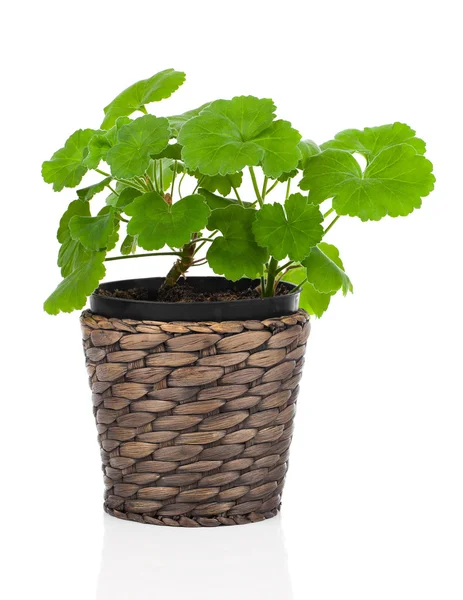 Geranium flower in a flower pot,  white background — Stock Photo, Image