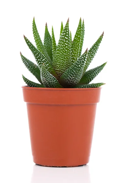 Haworthia Mix, Kaktus, Sukkulente auf weißem Hintergrund — Stockfoto