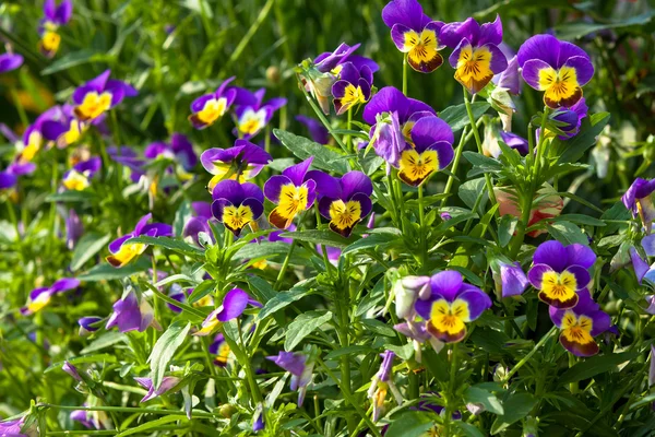Jardim pansy (pansies, Viola, Viola tricolor) é um tipo de grande — Fotografia de Stock